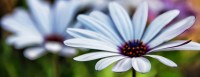 flor