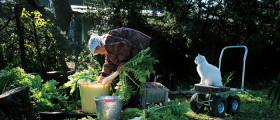 Miyoko Ihara: Misao the Big Mama and Fukumaru the Cat