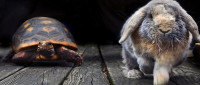 aesop's_tale_race_slow_fast_hare_tortoise_fable-hd-wallpaper-488409