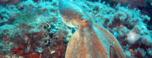 octopus