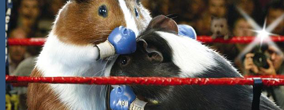 Boxing guinea pigs