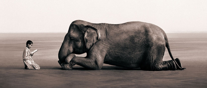 Magical Animal Photography by Gregory Colbert