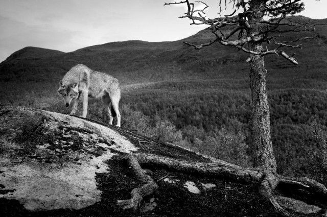 Shadow Within - © Christian Houge