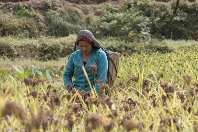 © Clara GO - Ghyachchok (Gorkha district)